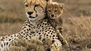 ثبت تصویر جدید از «تلما» همراه توله‌اش در پارک ملی توران 