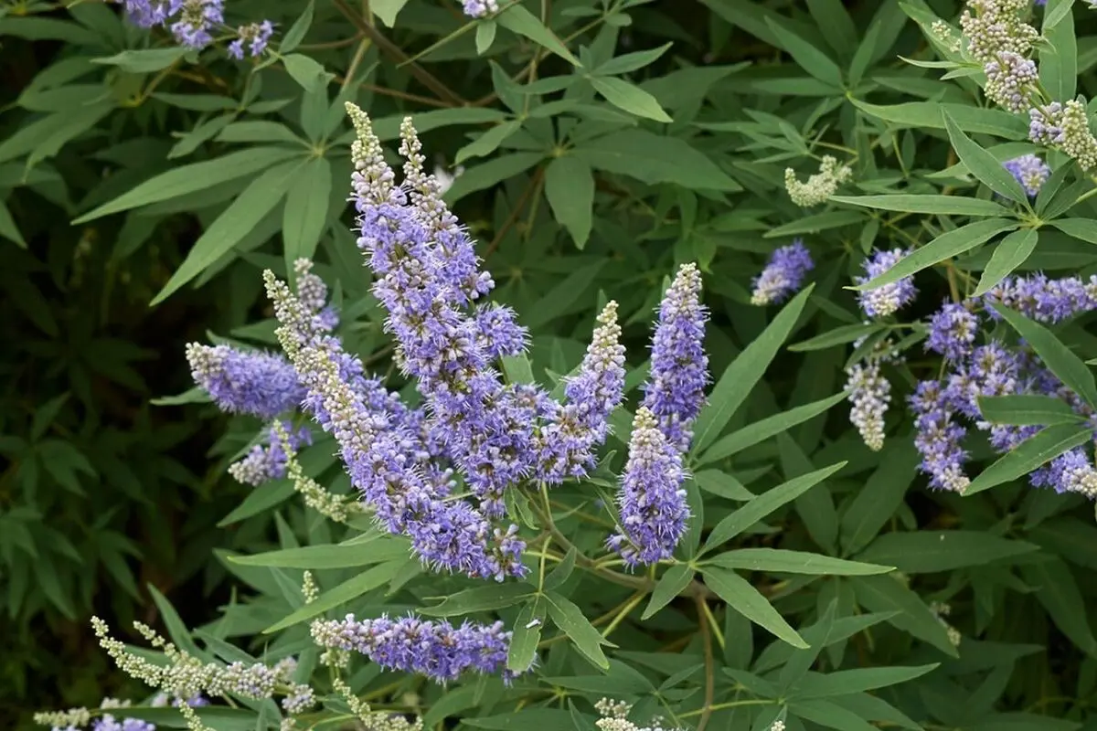 گیاهی شگفت انگیز برای زنان
