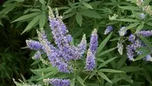 گیاهی شگفت انگیز برای زنان
