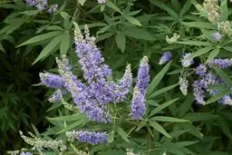 گیاهی شگفت انگیز برای زنان
