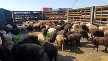 قیمت دام زنده امروز پنجشنبه ۱ مرداد ۱۴۰۵ اعلام شد + جدول