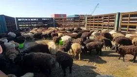 قیمت دام زنده امروز پنجشنبه ۱ مرداد ۱۴۰۵ اعلام شد + جدول