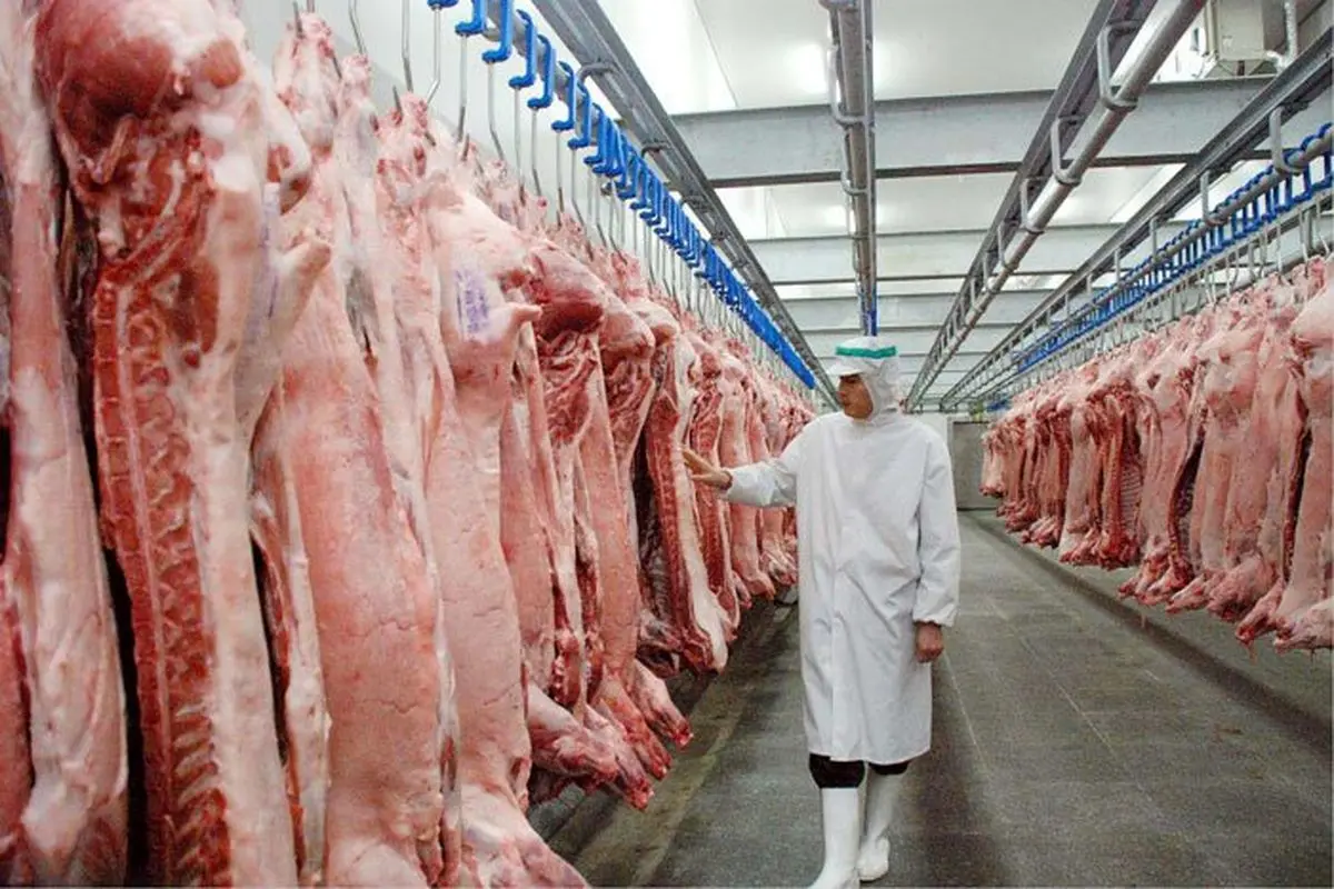 یک هشدار مهم : گوشت تازه ذبح شده نخورید 