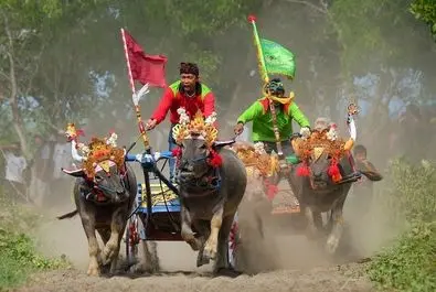 مسابقه بوفالودوانی در اندونزی