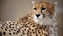 احیای پروژه حفاظت از یوزپلنگ آسیایی بعد از ۶ سال