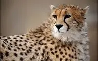 ثبت حضور سه یوز آسیایی با دوربین‌های تله‌ای توران + فیلم 
