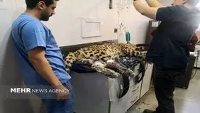 چه بلایی بر سر پلنگ کلاه‌قاضی آمده؟