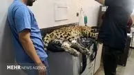 چه بلایی بر سر پلنگ کلاه‌قاضی آمده؟