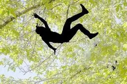 مرگ ۷ نفر در همدان به دلیل سقوط از درخت گردو!