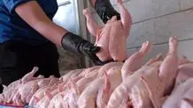 صادرات تخم مرغ رکورد شکست

