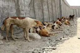 بی‌تدبیری آشکار

