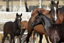 تخلف کمیته پزشکی فدراسیون سوارکاری باعث مرگ ۲اسب شد
