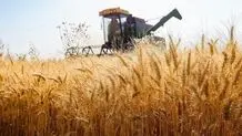 
قیمت واقعی خرید تضمینی گندم ۲۴ هزارتومان است
