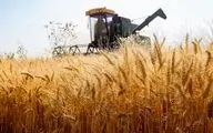 
قیمت واقعی خرید تضمینی گندم ۲۴ هزارتومان است
