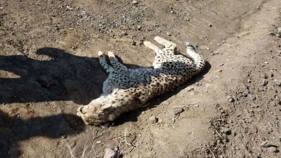 تلف شدن یک یوزپلنگ دیگر در تصادف جاده ای در میامی