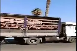 جابجایی دانش‌آموزان یک مدرسه در جهرم با کامیون + ویدئو