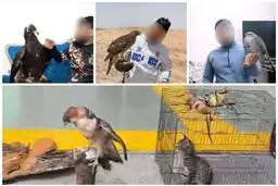 اقدام حفاظت محیط زیست/ دکتر عقاب دستگیر شد

