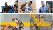 اقدام حفاظت محیط زیست/ دکتر عقاب دستگیر شد

