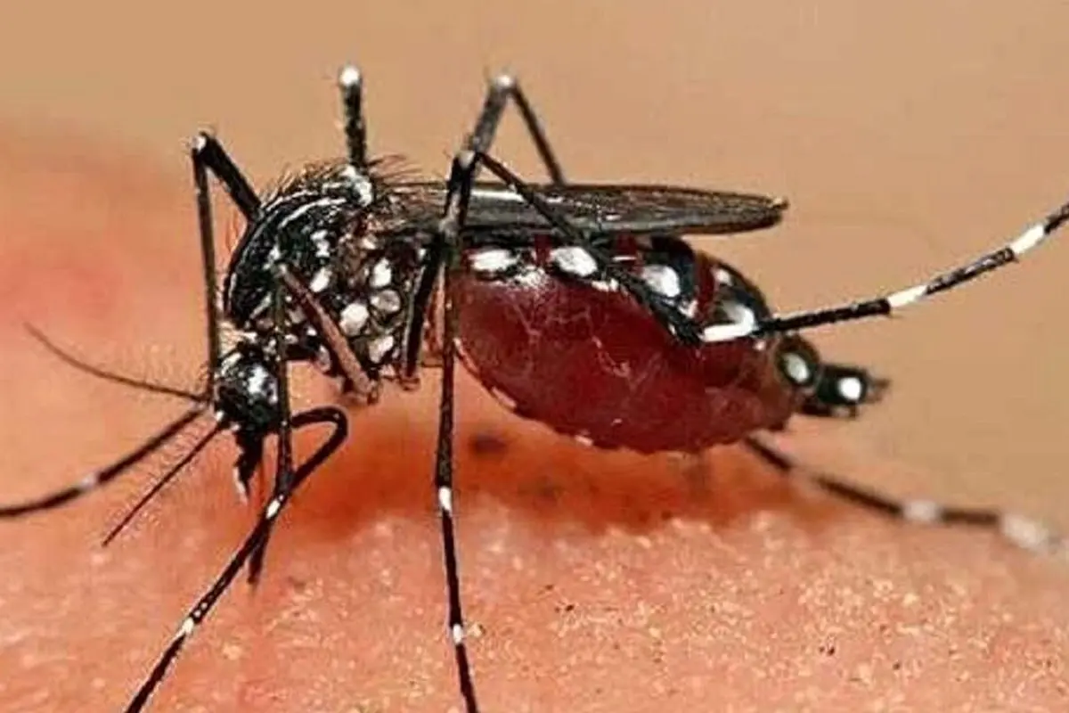 افزایش تعداد شهرستان‌های میزبان پشه آئدس در مازندران به ۶ شهرستان
