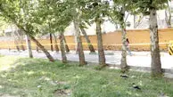 نامهربانی با درختان پایتخت
