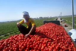 اگر گوجه کم است، چرا صادر می‌کنید؟

