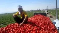 اگر گوجه کم است، چرا صادر می‌کنید؟

