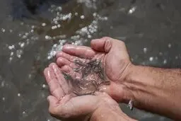 رها سازی بچه ماهی در رودخانه کارون، جایگزین حبس شد
