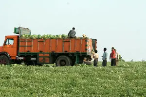 کشت صیفی جات در این شهر ممنوع شد