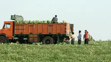 کشت صیفی جات در این شهر ممنوع شد