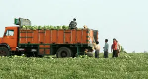 ماجرای جنجالی برگشت هندوانه صادراتی ایران از عراق و فروش محموله مرجوعی در بازار کردستان؛ هندوانه ایرانی آلوده است؟/ ویدئو
