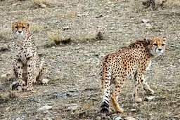 شناسایی ۲ قلاده یوز در محدوده پارک ملی توران 