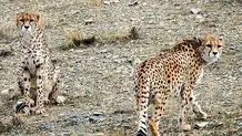 مشاهده یک یوزپلنگ ماده آسیایی در پارک ملی توران