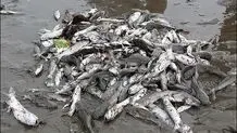 بخت سیاه «سفیدرود»