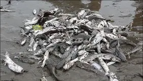 بخت سیاه «سفیدرود»
