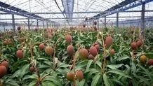 باغ میوه های استوایی در هرمزگان+ ویدئو
