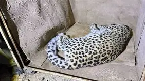 یک قلاده پلنگ نر 6ساله در خیابان‌های شهمیرزاد نجات یافت