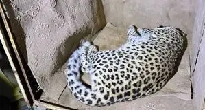 یک قلاده پلنگ نر 6ساله در خیابان‌های شهمیرزاد نجات یافت