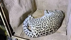 یک قلاده پلنگ نر 6ساله در خیابان‌های شهمیرزاد نجات یافت