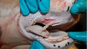 شیوع تب برفکی در شمال اردبیل تایید شد