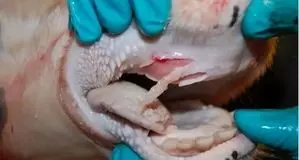 شیوع تب برفکی در شمال اردبیل تایید شد