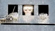 باغ وحش غیرقانونی انزلی پلمب شد