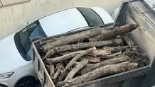 تایید قطع ۱۶هزار درخت در تهران/ علت خشکاندن عمدی درختان در پایتخت چیست؟