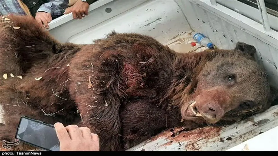 خرس قهوه ای سیوند به دلیل شدت جراحات تلف شد