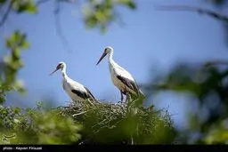 همزیستی لک‌لک‌ها و انسان در روستای دره‌تفی - مریوان+عکس
