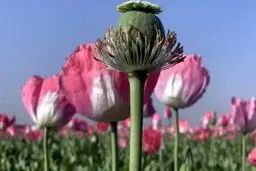  قانونی شدن کشت خشخاش صحت دارد؟