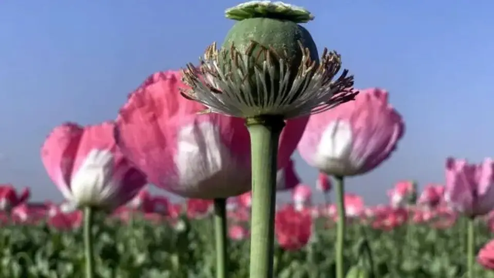  قانونی شدن کشت خشخاش صحت دارد؟
