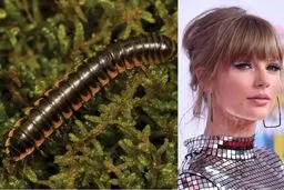 Taylor Swift has twisted-claw millipede species named after her by superfan scientist