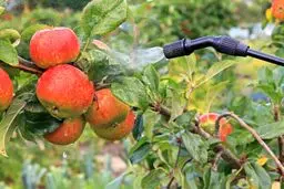 چه زمانی کود پتاس بالا برای محلول‌پاشی بیشترین اثر را دارد؟ + روش اجرا