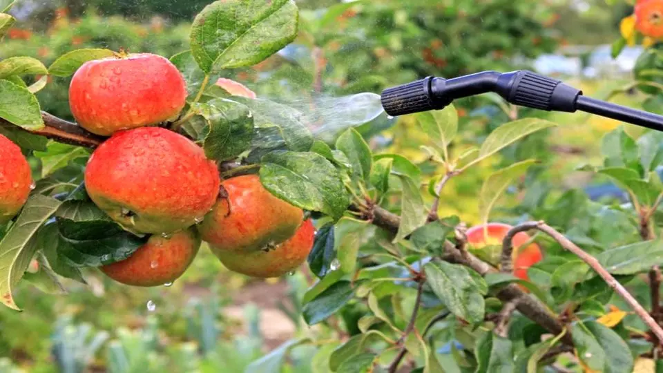 چه زمانی کود پتاس بالا برای محلولپاشی بیشترین اثر را دارد؟ + روش اجرا