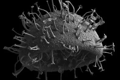 تصویری که با میکروسکوپ الکترونی از ریزجلبک چرخان‌ تاژک‌دار گرفته شده